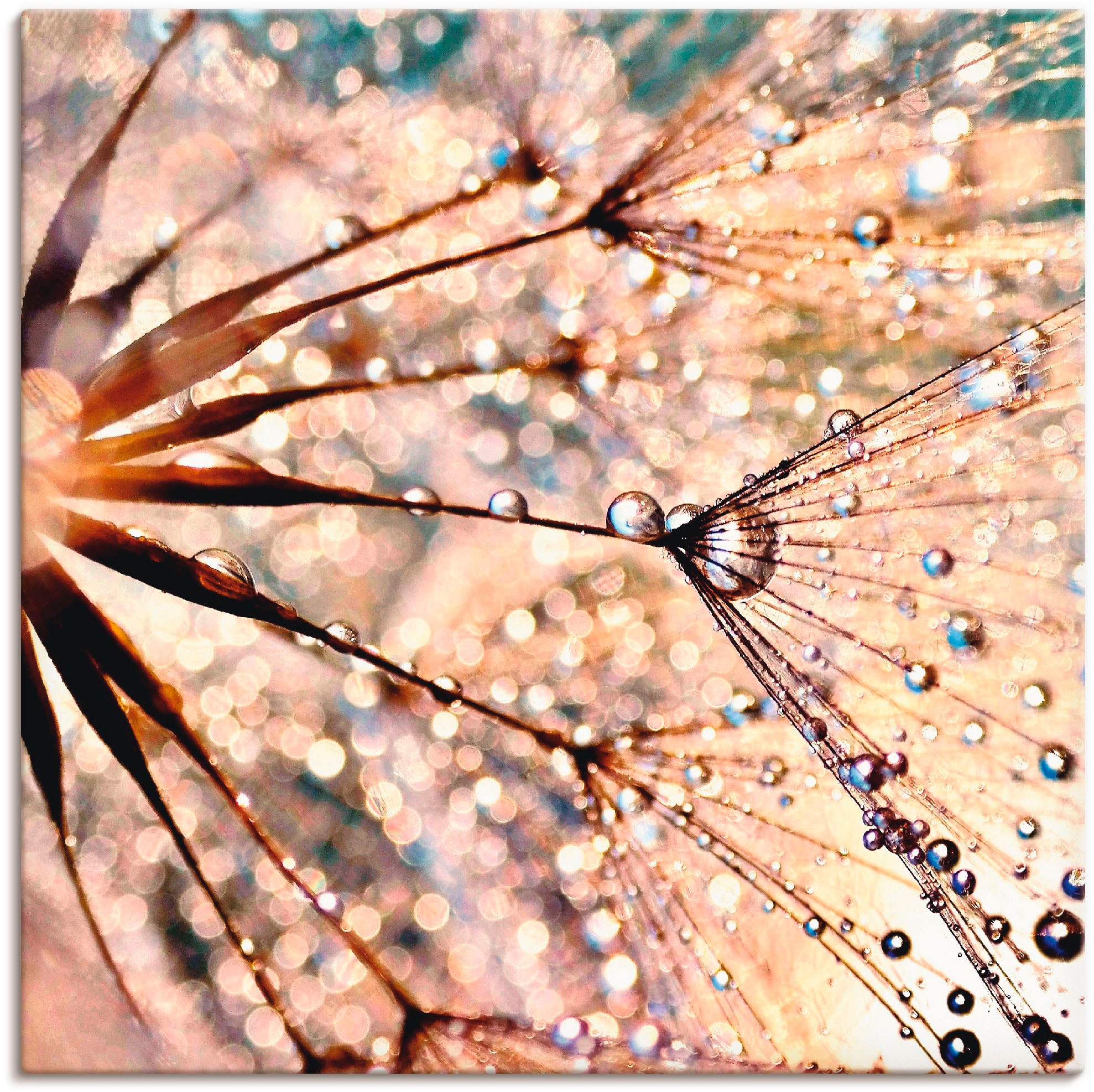 Image of Artland Wandbild »Pusteblume - Kisses from rain«, Blumen, (1 St.), in vielen Grössen & Produktarten - Alubild / Outdoorbild für den Aussenbereich, Leinwandbild, Poster, Wandaufkleber / Wandtattoo auch für Badezimmer geeignet bei Ackermann Versand Schweiz