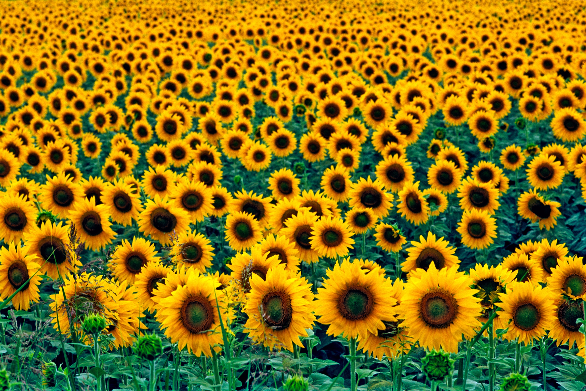Papermoon Fototapete »Field of Sunflowers«