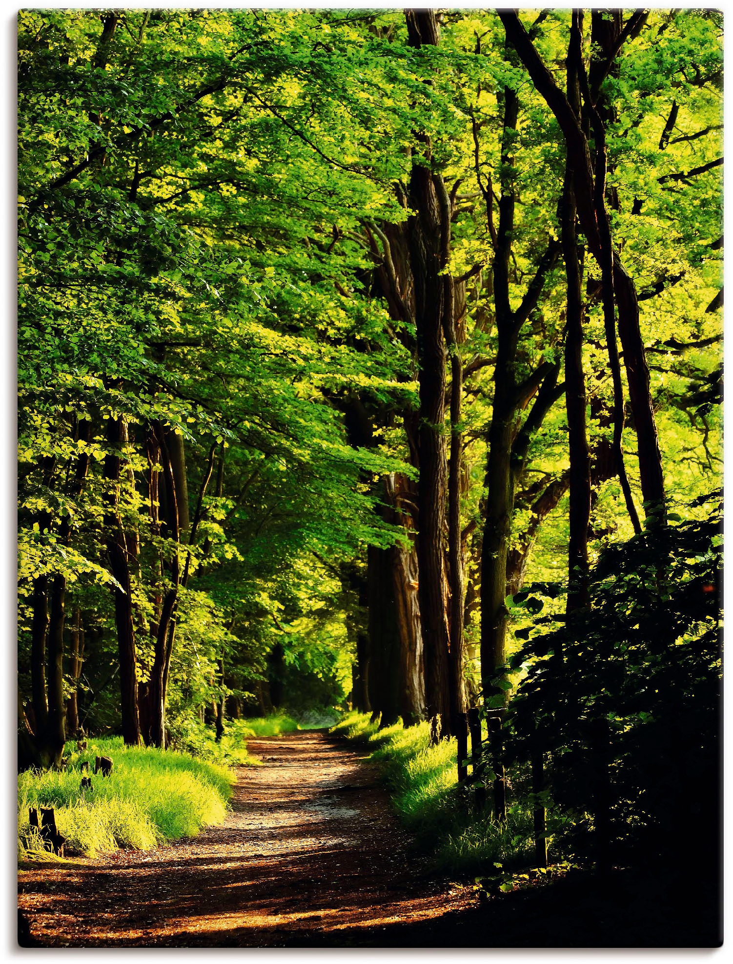 Image of Artland Wandbild "Weg im Wald" Wald 1 Stk. tlg. als Leinwandbild, Poster in verschied. Grössen
