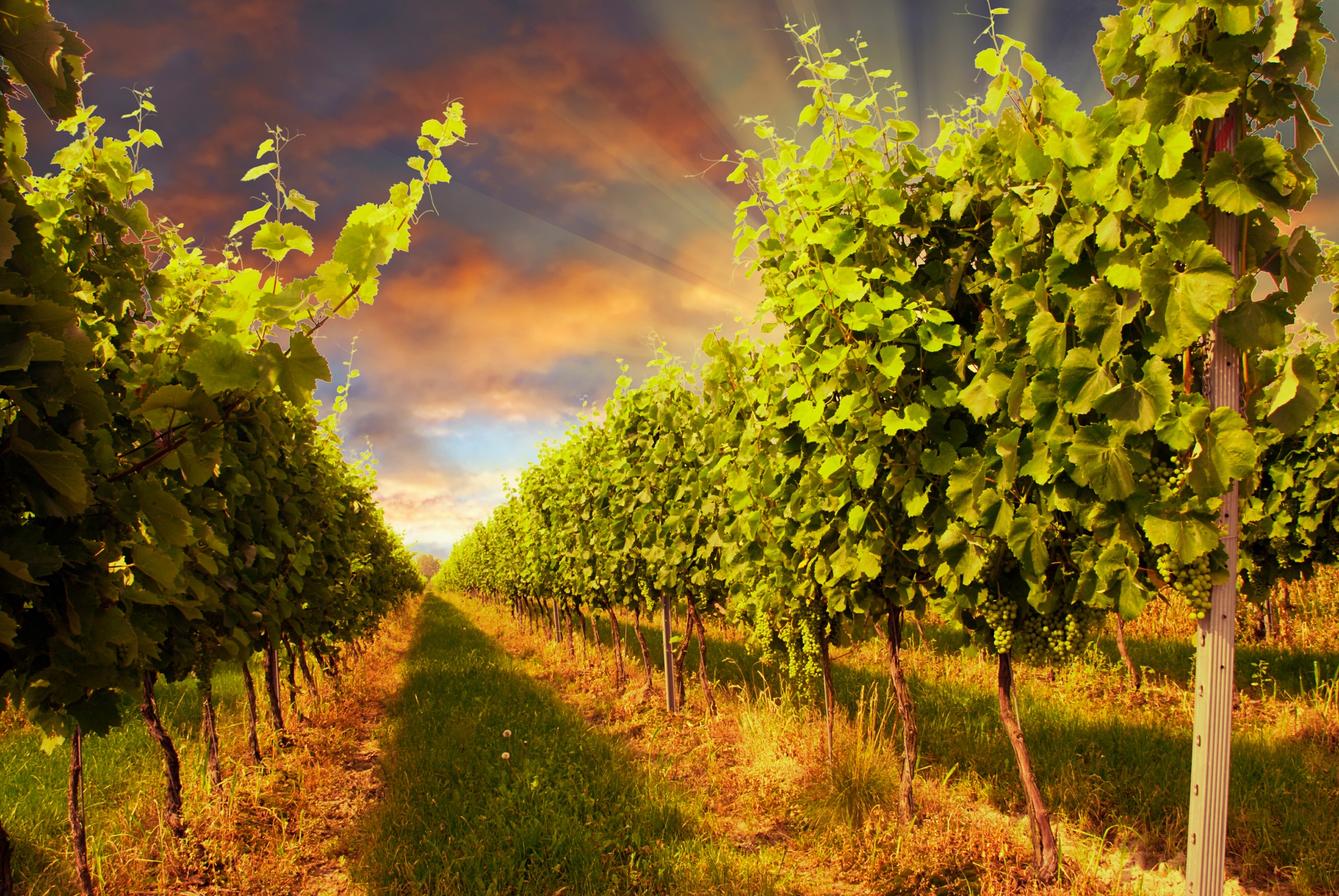Image of Papermoon Fototapete »Sunset Vineyard« bei Ackermann Versand Schweiz