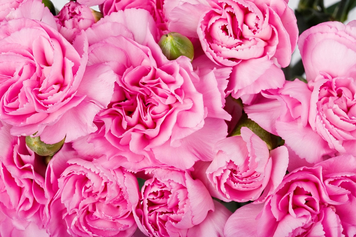 Image of Papermoon Fototapete "Rosen rosa"
