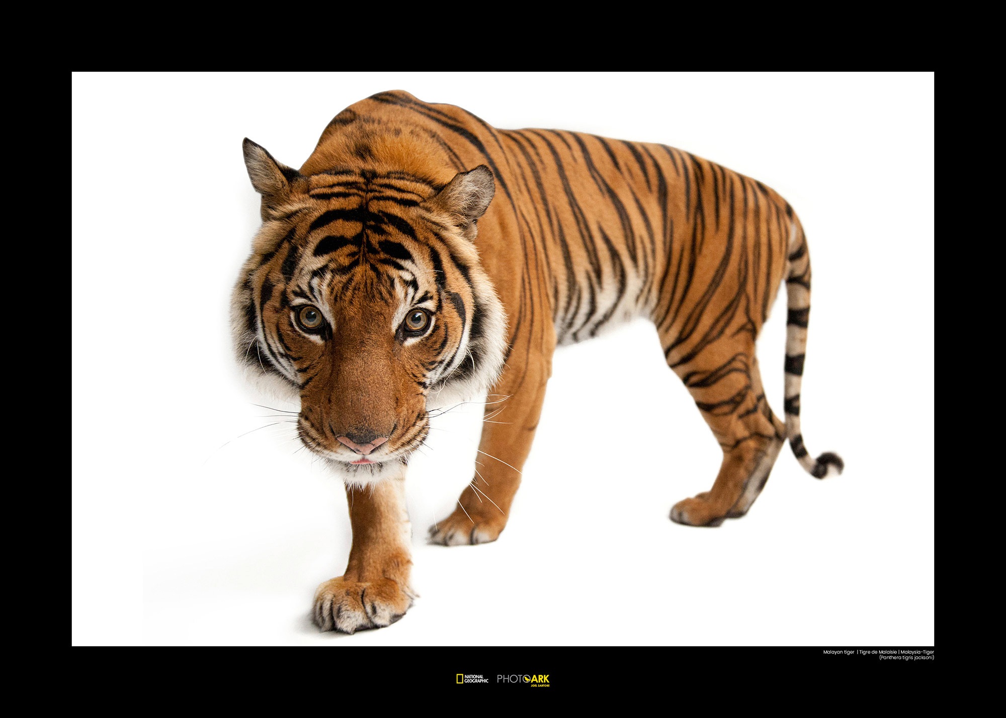 Image of Komar Poster »Malayan Tiger«, Tiere, Höhe: 30cm bei Ackermann Versand Schweiz