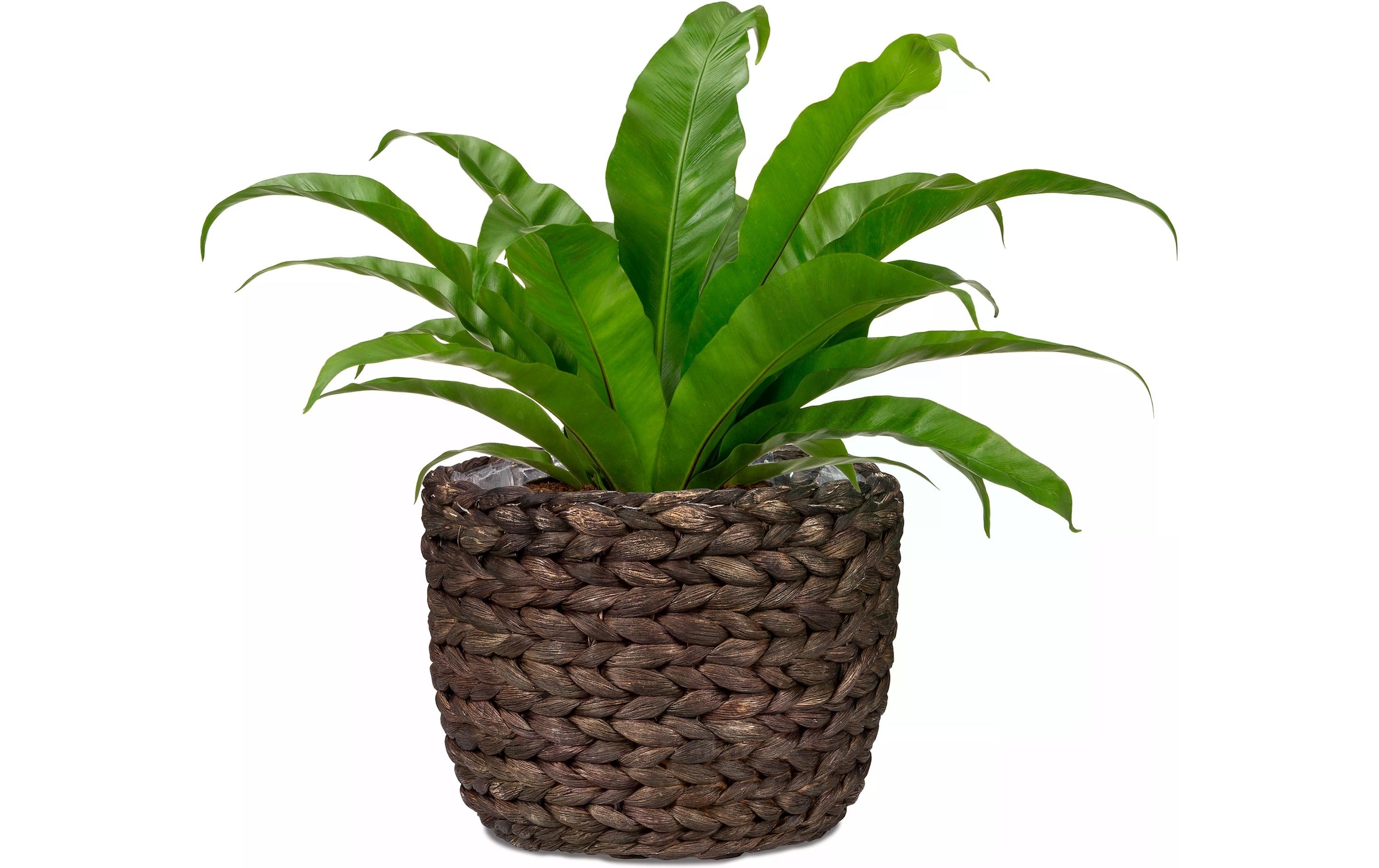 Scheurich Blumentopf »scheurich«