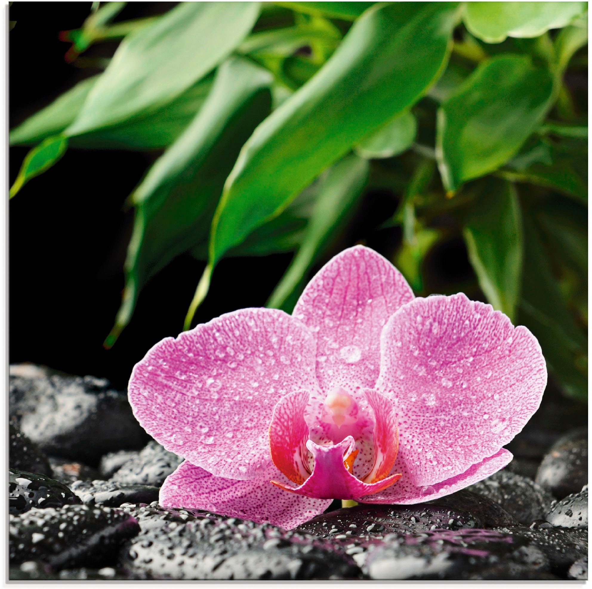 Artland Glasbild »Rosa Orchidee auf verschiedenen kaufen Steinen«, Grössen Zen Blumen, schwarzen (1 in St.)