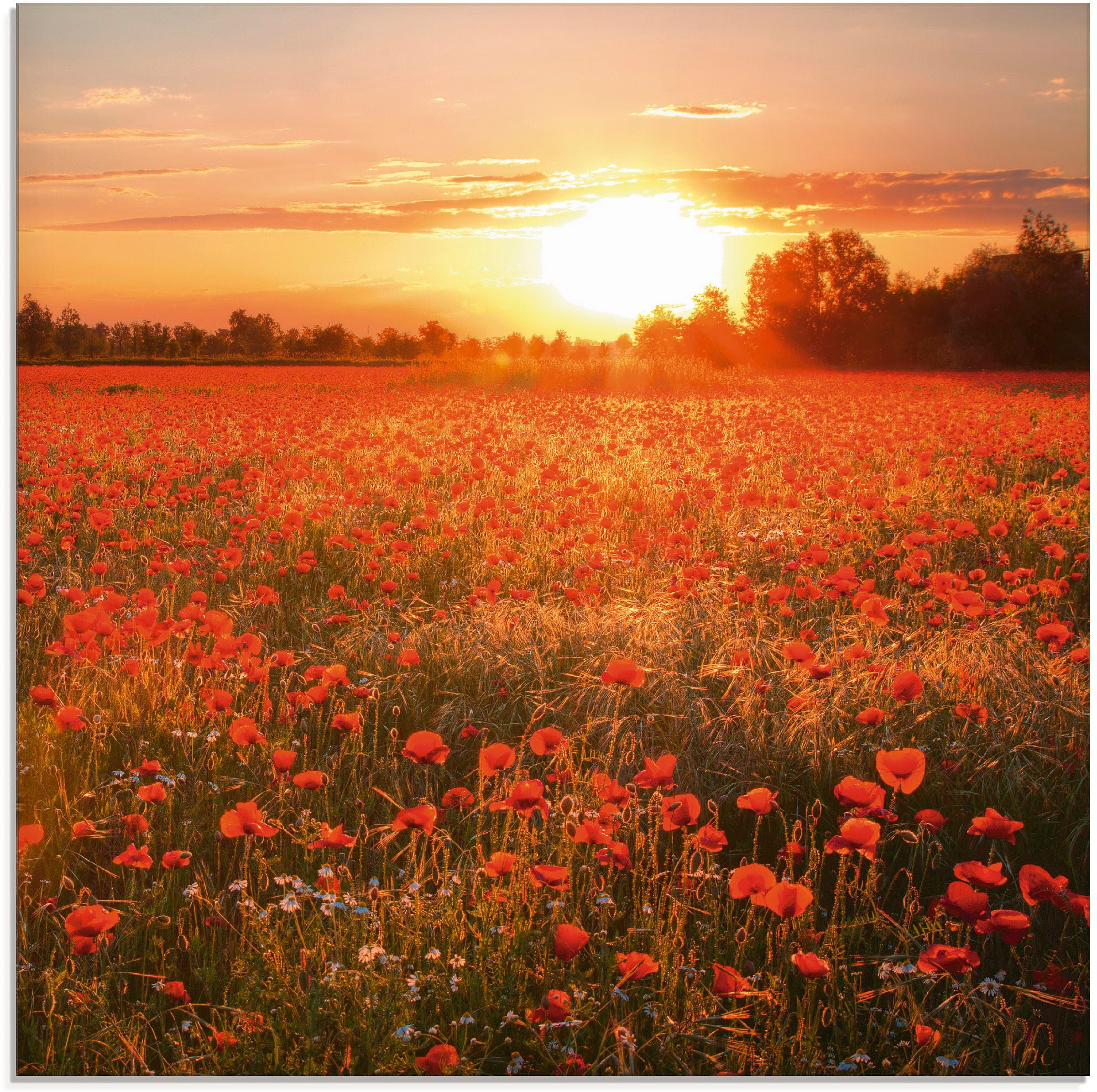 Image of Artland Glasbild "Mohnblumenfeld bei Sonnenuntergang" Blumen 1 Stk. tlg. in verschiedenen Grössen