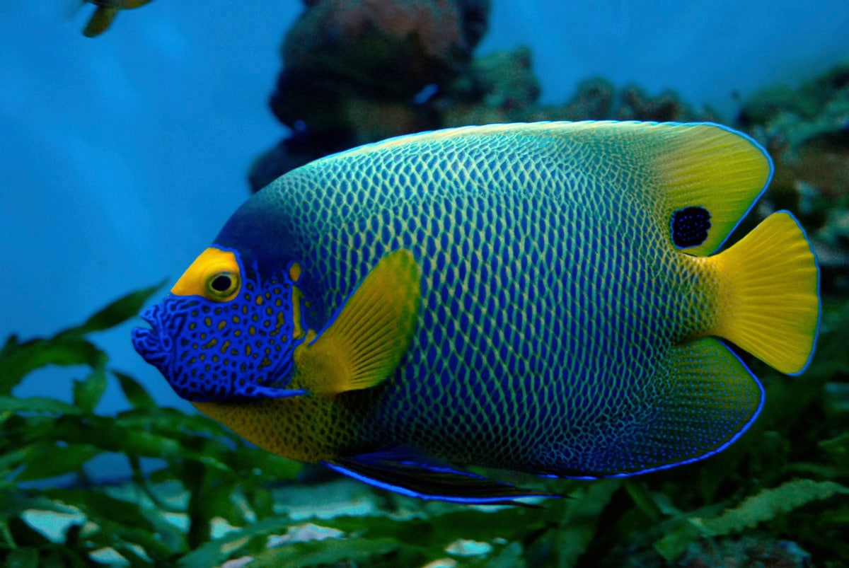 Image of Papermoon Fototapete "Fisch"
