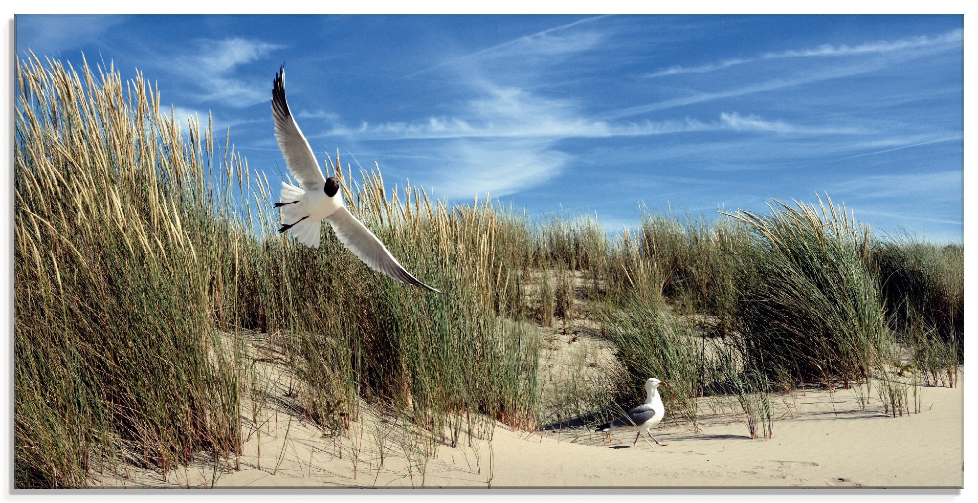 Image of Artland Glasbild »Möwe und Seeschwalbe in Dünenlandschaft«, Vögel, (1 St.) bei Ackermann Versand Schweiz