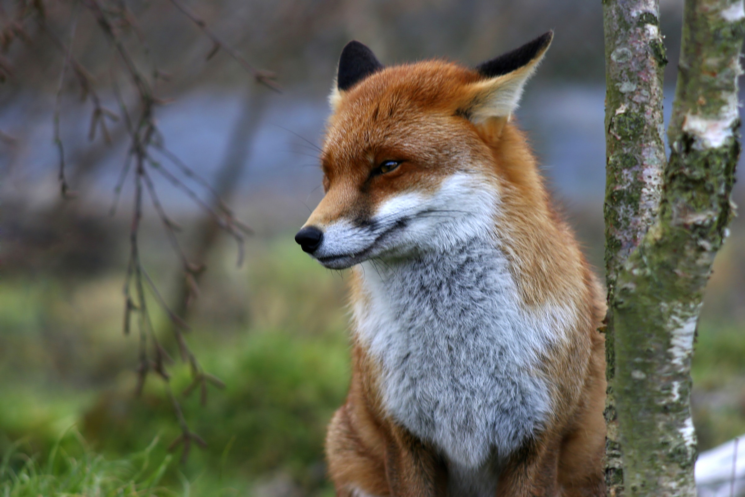 Image of Papermoon Fototapete "Red Fox" glatt