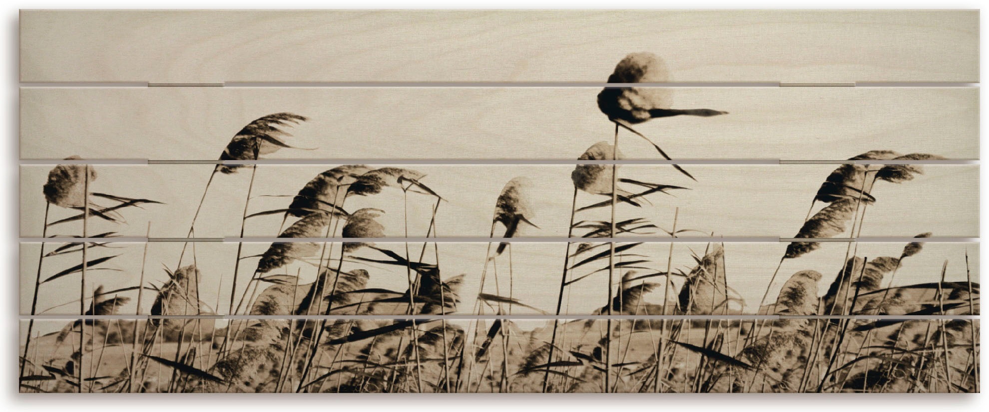 Image of Artland Holzbild »Sepia Gräser«, Gräser, (1 St.) bei Ackermann Versand Schweiz