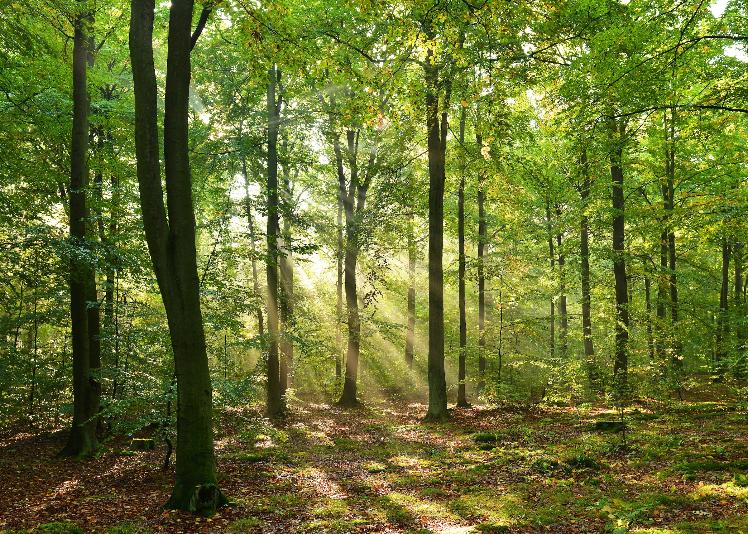 Image of Papermoon Fototapete "Forrest morning" glatt