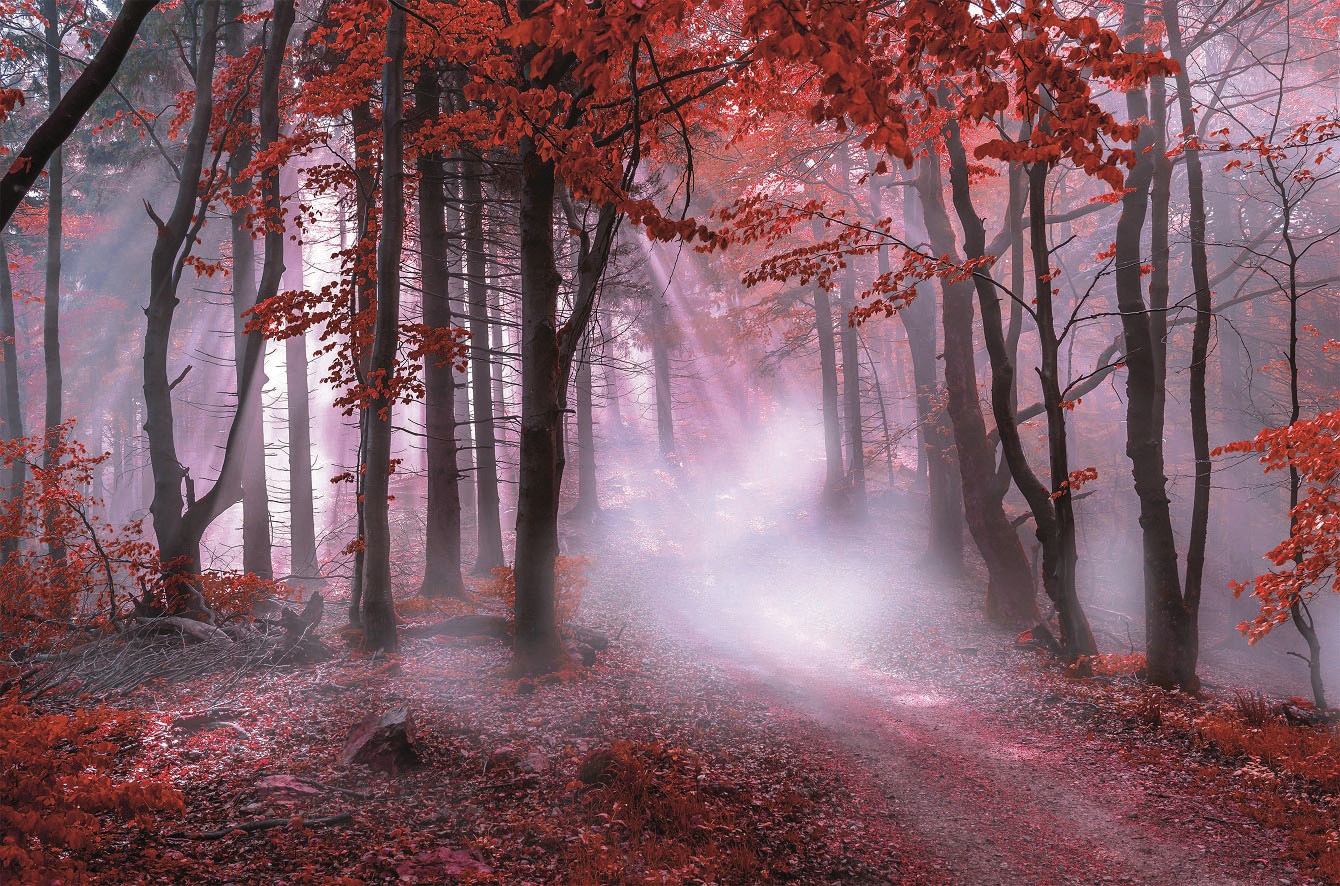 Image of Bönninghoff Leinwandbild "Herbstwald im Nebel" 1 Stk. tlg.