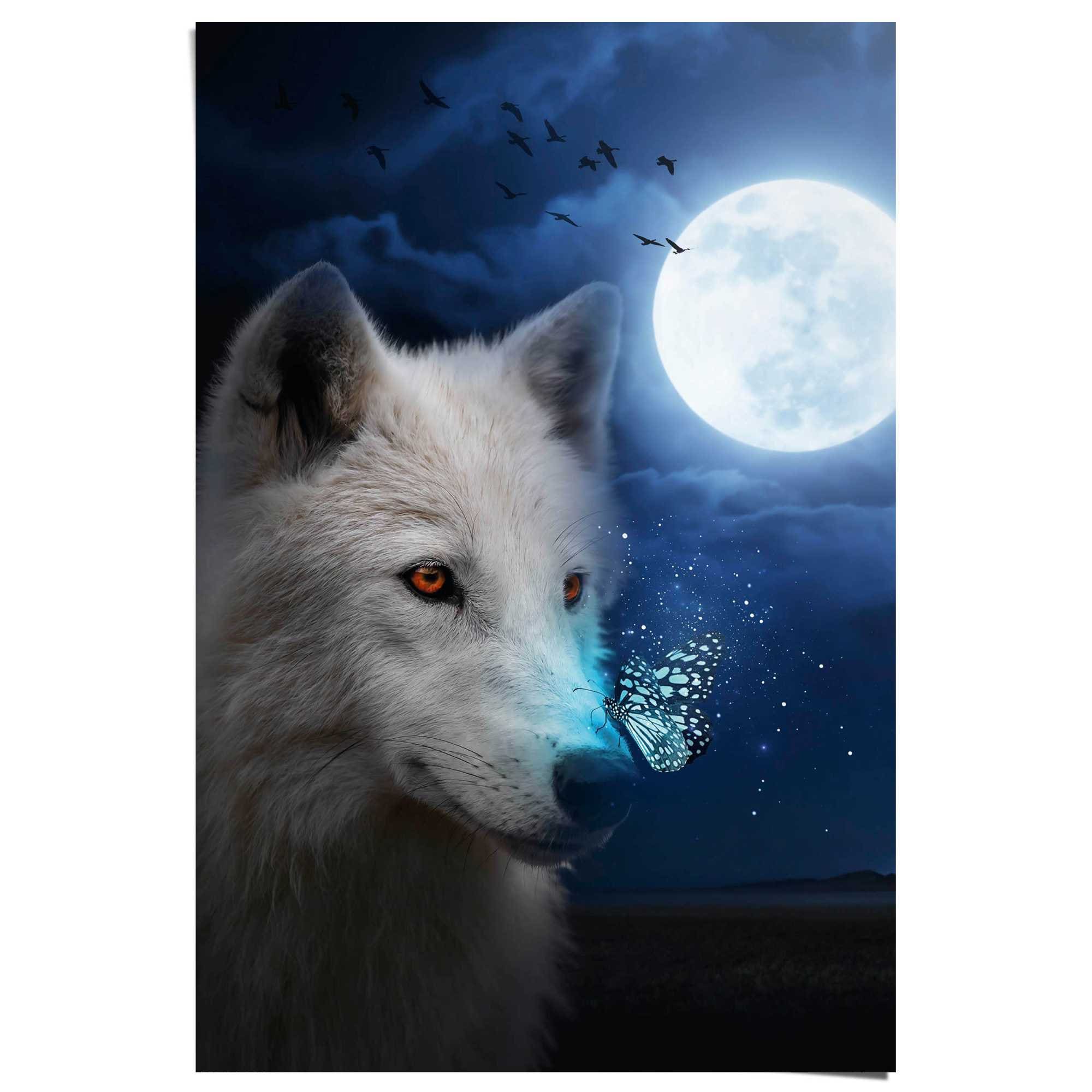 Wolf« Poster auf versandkostenfrei »Weisser Reinders! ♕