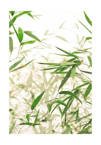 Poster »Bamboo Leaves«, Pflanzen-Blätter, (1 St.)