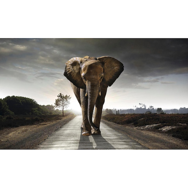 ♕ Reinders! Wandbild »Elefant König« versandkostenfrei auf