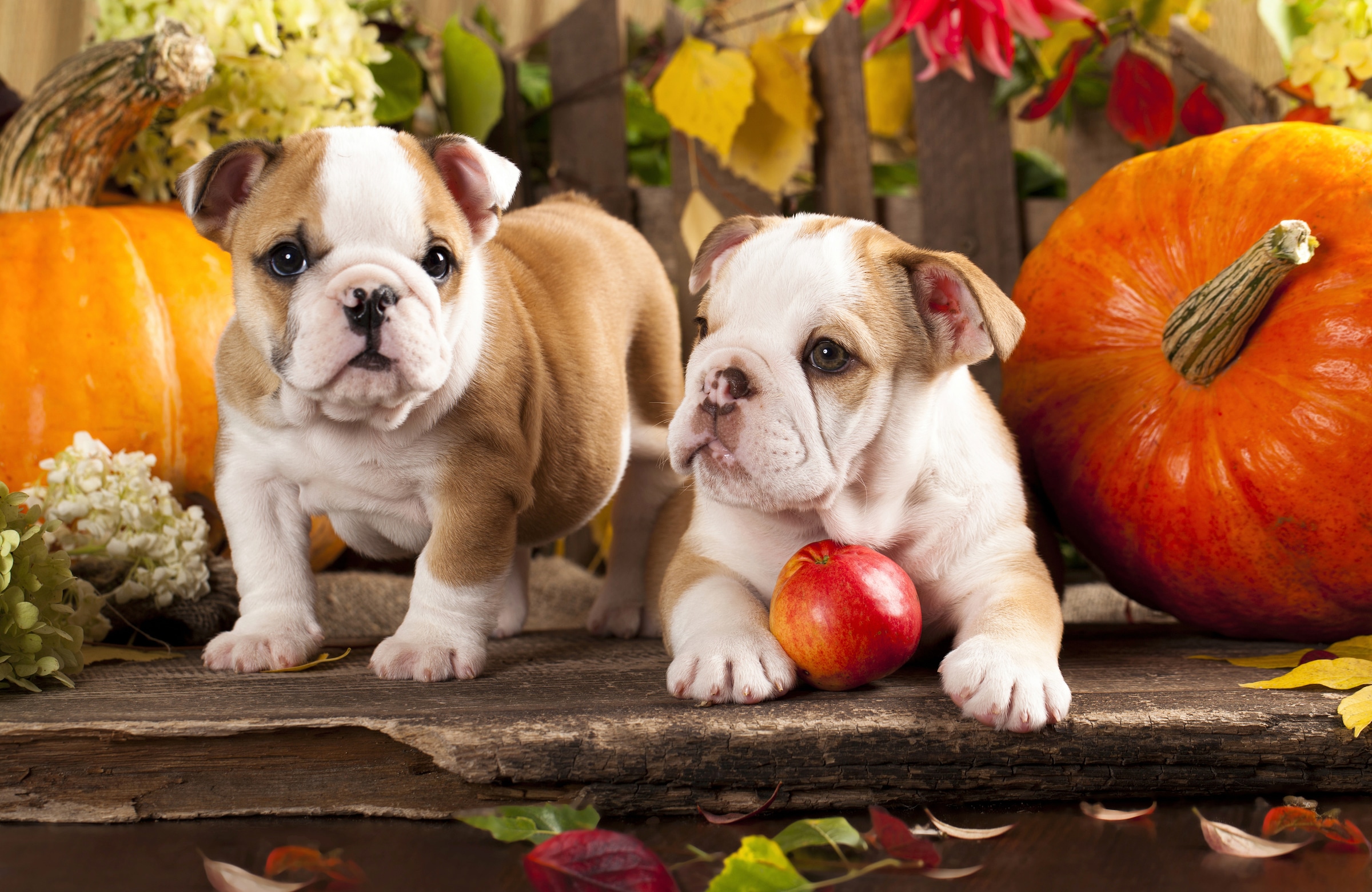 Image of Papermoon Fototapete "BULLDOG-TIERE HUND BULLDOGE HUNDE WANDDEKO WANDBILD XXL"