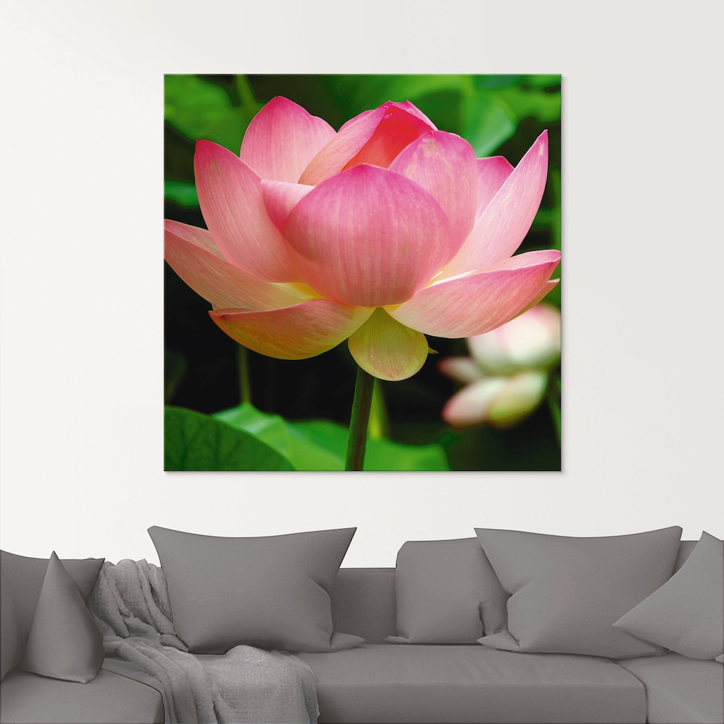 Artland Glasbild »Lotus - Seerose«, Blumen, (1 St.)