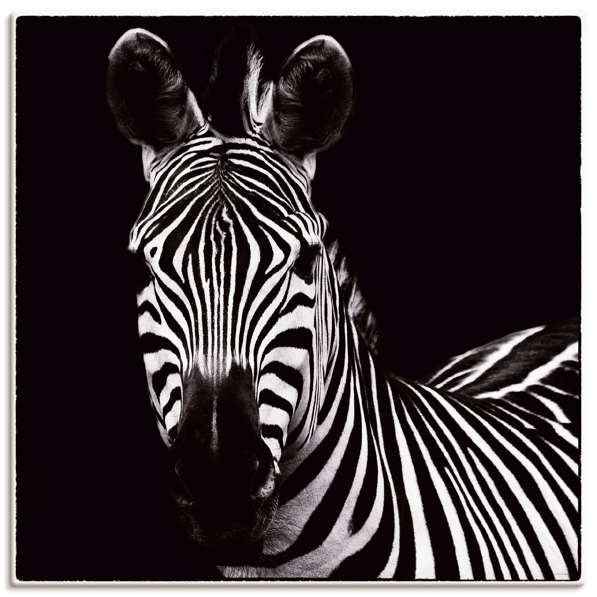 St.), Wildtiere, Leinwandbild, in Artland kaufen »Zebra jetzt Grössen oder versch. (1 II«, Wandbild Poster Wandaufkleber als
