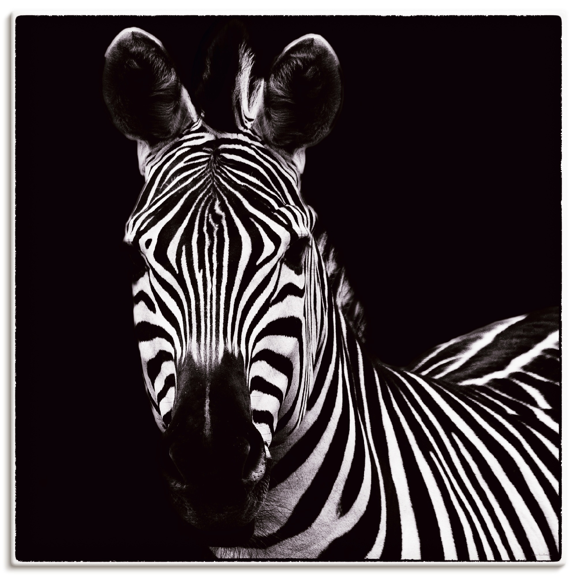 Image of Artland Wandbild »Zebra II«, Wildtiere, (1 St.), in vielen Grössen & Produktarten -Leinwandbild, Poster, Wandaufkleber / Wandtattoo auch für Badezimmer geeignet bei Ackermann Versand Schweiz