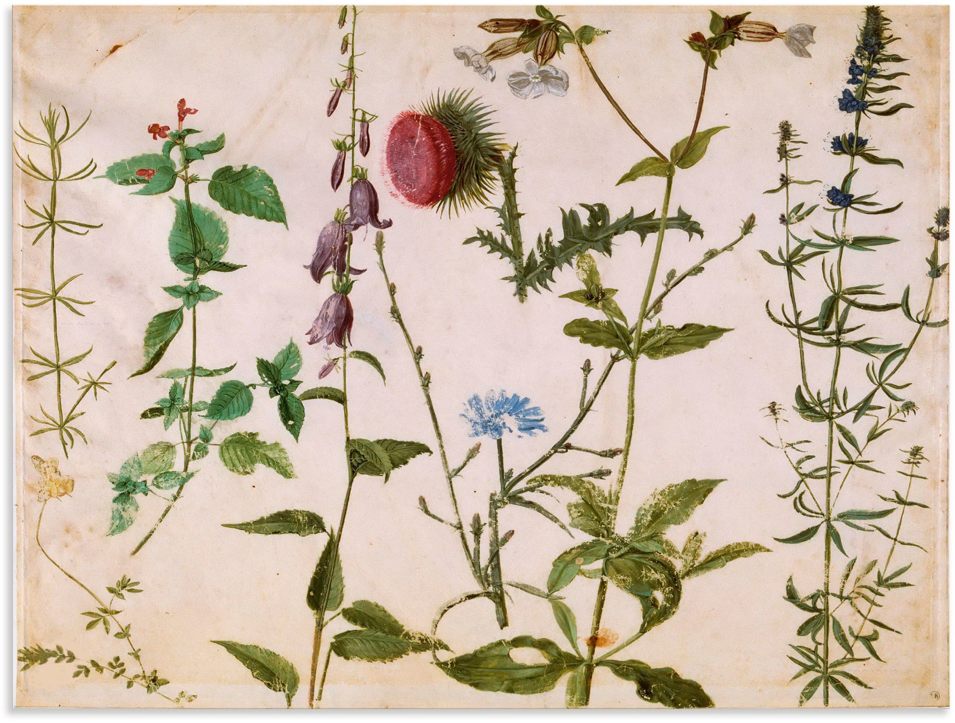 Image of Artland Wandbild »Acht Skizzen von Wildblumen.«, Blumenbilder, (1 St.), in vielen Grössen & Produktarten - Alubild / Outdoorbild für den Aussenbereich, Leinwandbild, Poster, Wandaufkleber / Wandtattoo auch für Badezimmer geeignet bei Ackermann Versand Sch