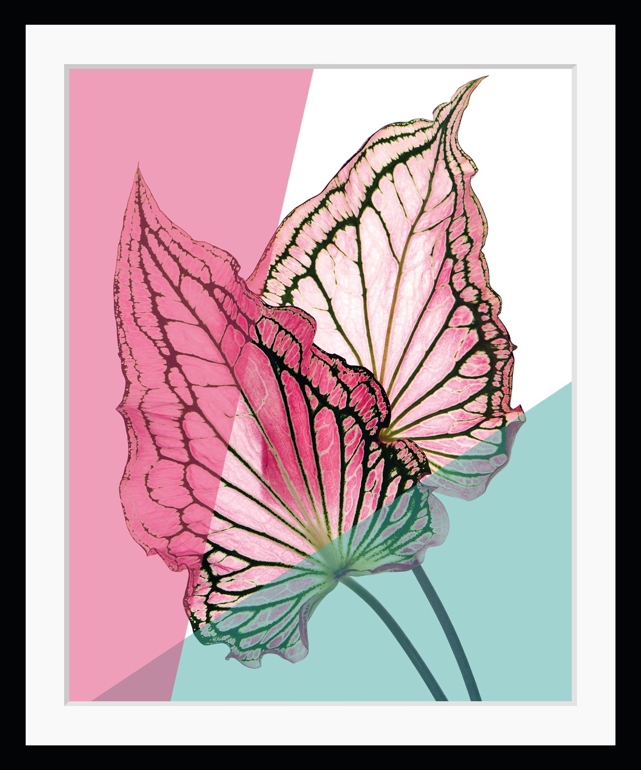Image of queence Bild "Robert" Blumen Blätter Pflanzen Pflanzenbilder HD Premium Poster-Druck inkl. Holzrahmen