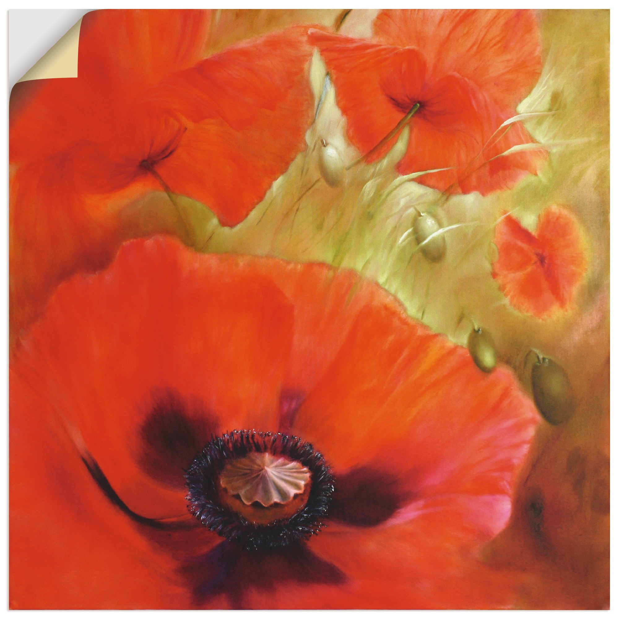 Image of Artland Wandbild »Vier mal Mohn«, Blumen, (1 St.), in vielen Grössen & Produktarten - Alubild / Outdoorbild für den Aussenbereich, Leinwandbild, Poster, Wandaufkleber / Wandtattoo auch für Badezimmer geeignet bei Ackermann Versand Schweiz