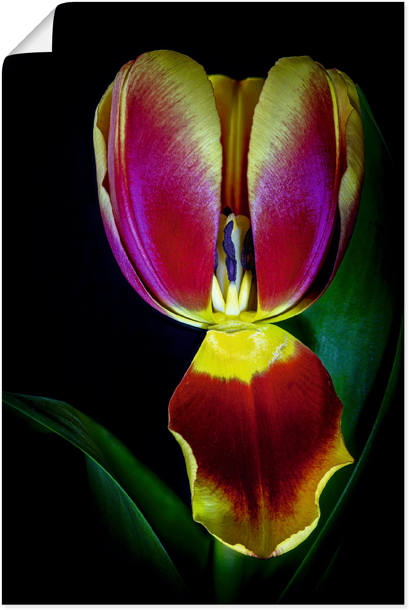 Image of Artland Wandbild »Tulpenblüte«, Blumenbilder, (1 St.), in vielen Grössen & Produktarten - Alubild / Outdoorbild für den Aussenbereich, Leinwandbild, Poster, Wandaufkleber / Wandtattoo auch für Badezimmer geeignet bei Ackermann Versand Schweiz