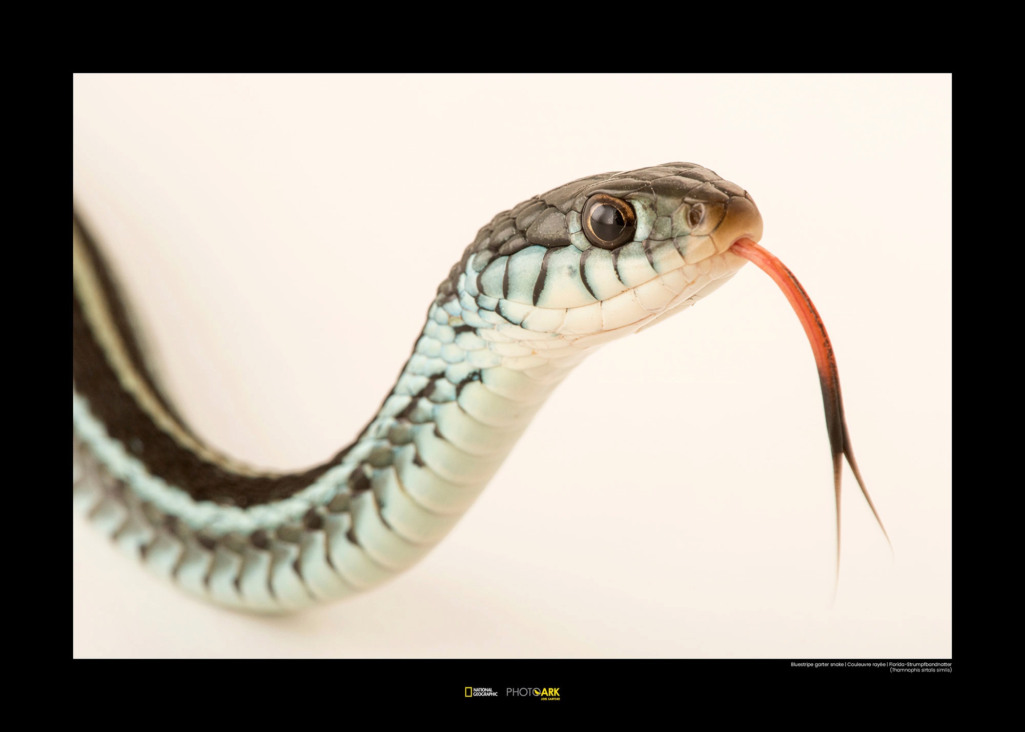 Image of Komar Poster »Bluestripe Garter Snake«, Tiere, Höhe: 30cm bei Ackermann Versand Schweiz