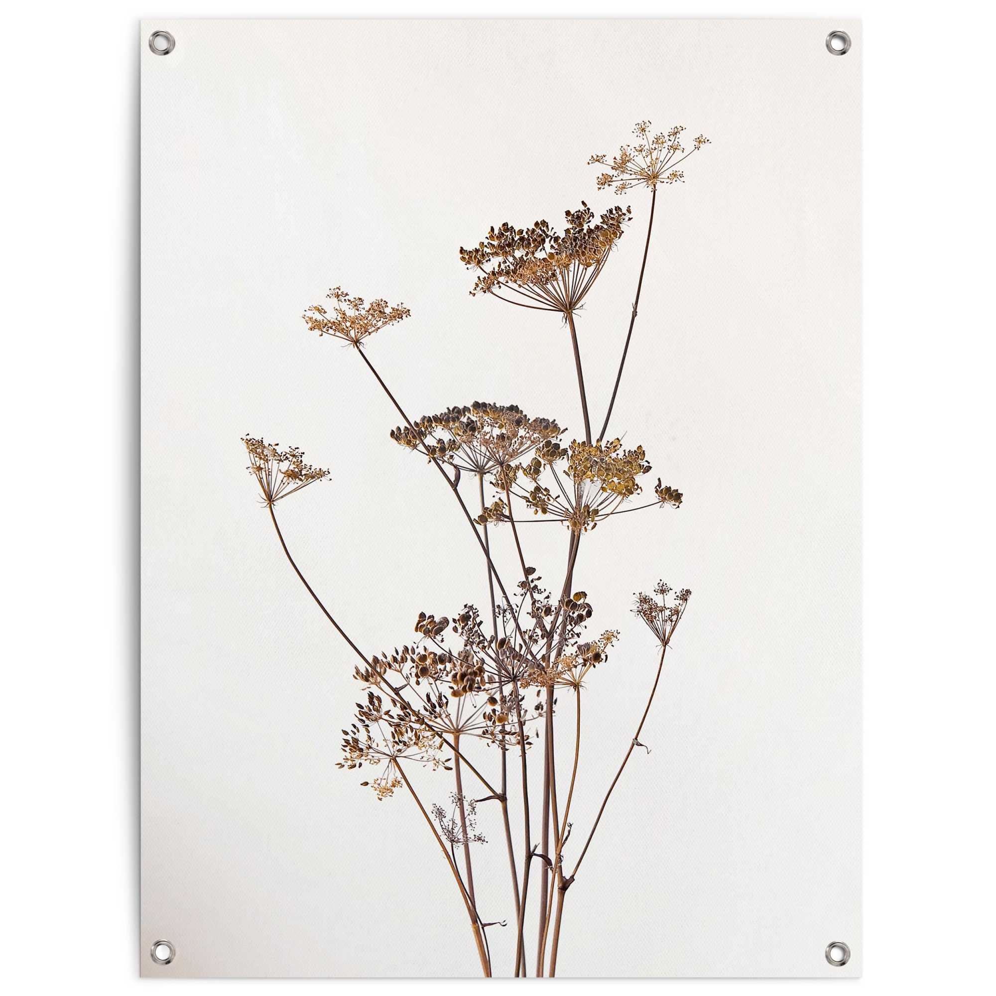 Image of Reinders Poster "Bärenkralle" Garten - Natur - Beige - Leinwand - Blumen und Pflanzen - 60x80 cm