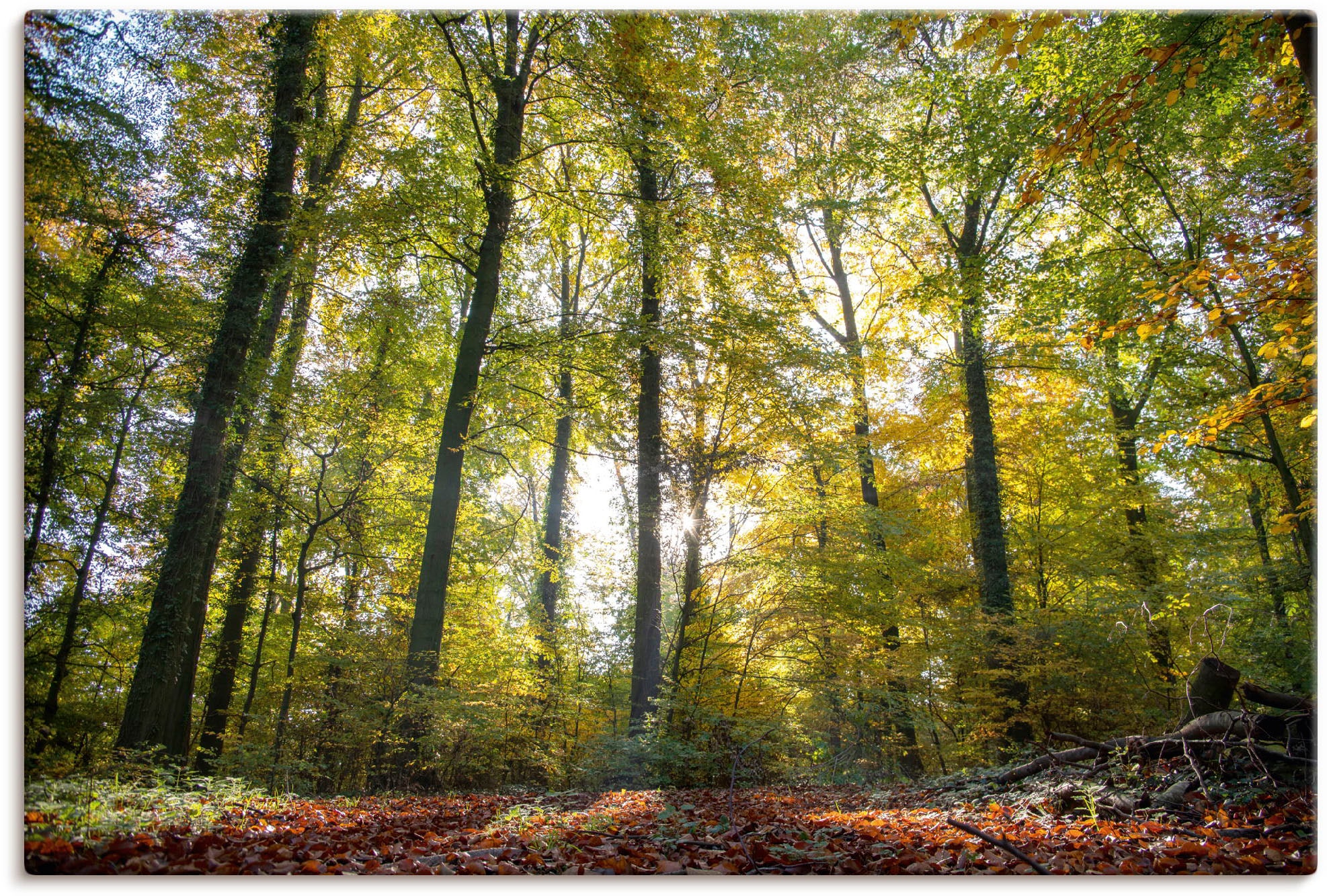 Image of Artland Leinwandbild "Laubwald zum Herbst" Waldbilder 1 Stk. tlg. auf Holzrahmen gespannt