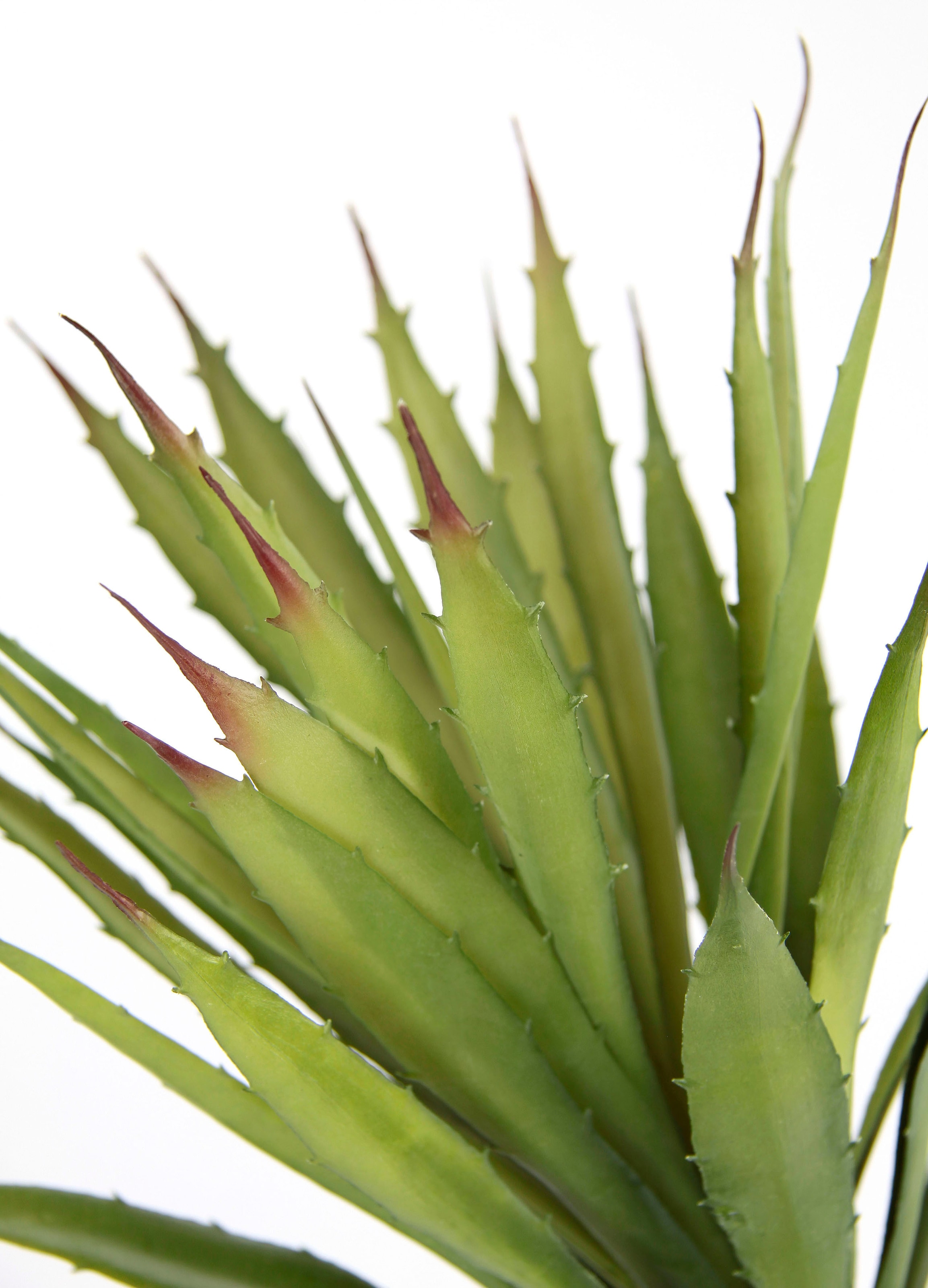I.GE.A. »Künstliche Vera Kaktus Topf Kunstpflanze Agave Kunstpflanze«, Aloe im maintenant Kakteen