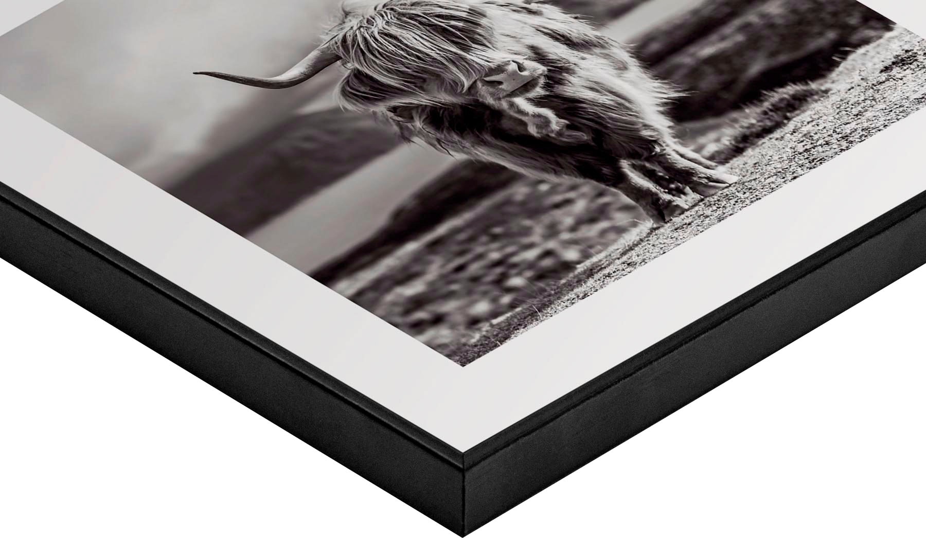 Reinders! Wandbild »Slim Frame Black 50x50 Highland Cow«