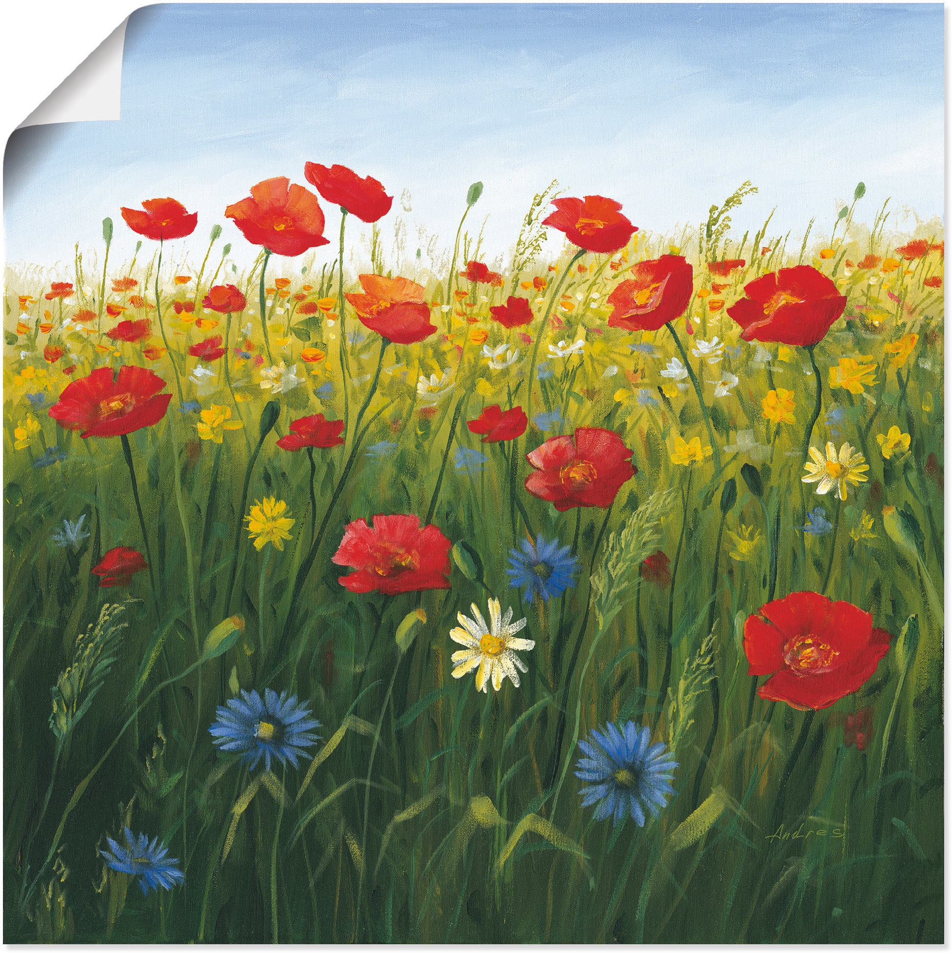 Wandaufkleber kaufen (1 jetzt »Mohnblumen I«, Leinwandbild, Wandbild Alubild, in Grössen oder Landschaft als Poster St.), Artland versch. Blumenwiese,