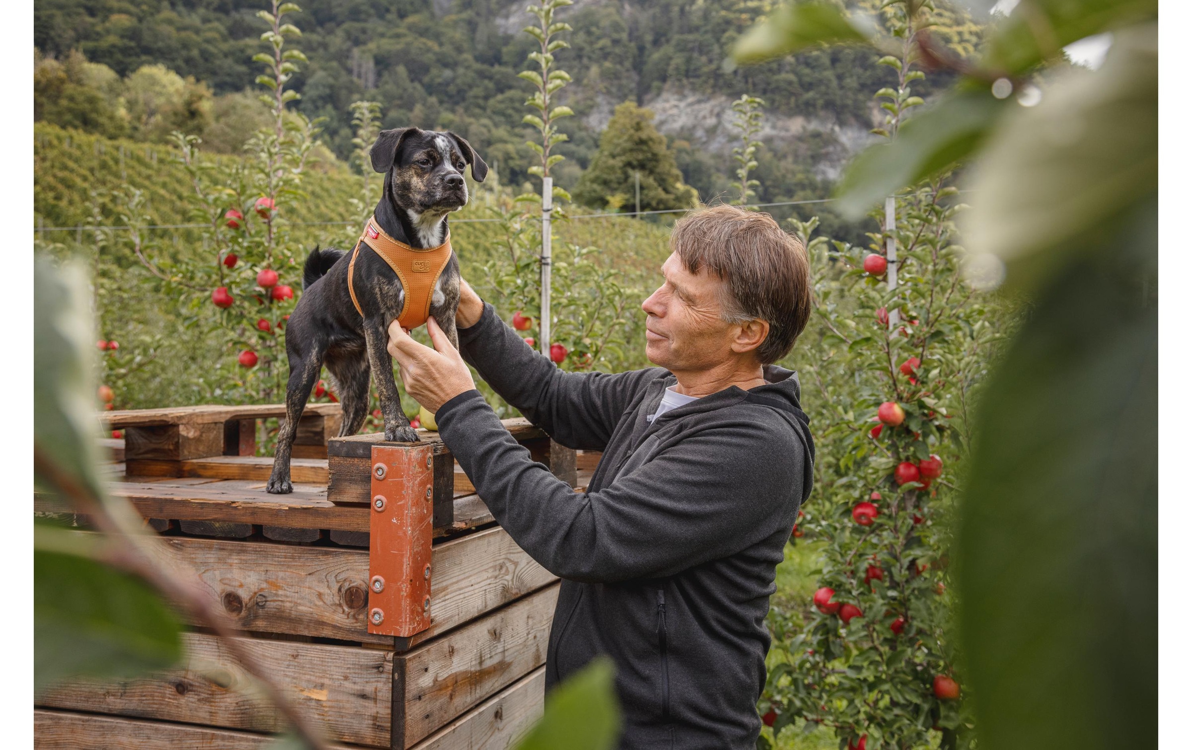 Curli Hunde-Geschirr »Apfelleder, S, Braun«