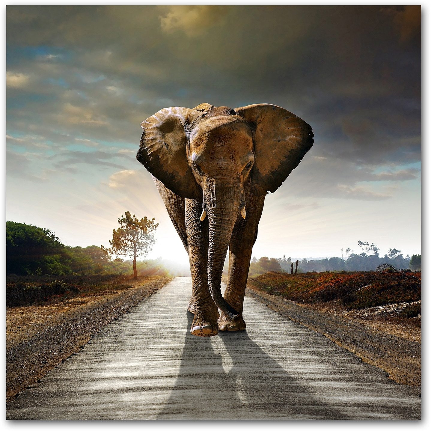 Home affaire Acrylglasbild »Elefant«, 50/50 cm kaufen