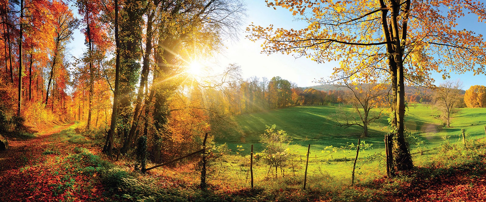 Image of Consalnet Vliestapete »WALD«, grafisch, 250 x 104 cm bei Ackermann Versand Schweiz