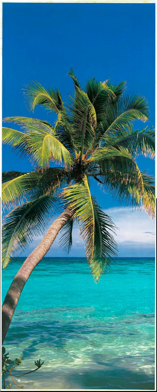 Image of Papermoon Fototapete "Palm Tree - Türtapete" matt