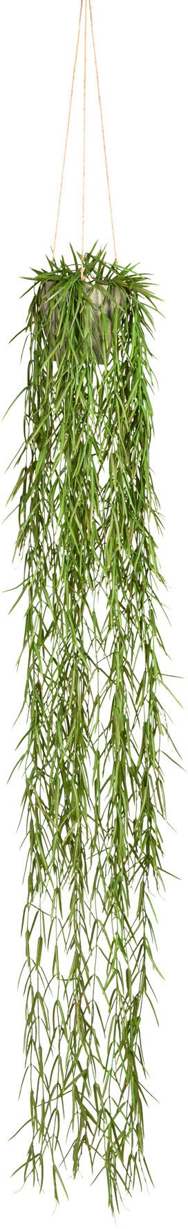 Image of Creativ green Kunstranke »Tillandsia aeranthos im Hängetopf«, (1 St.), im Hängetopf aus Kunststoff bei Ackermann Versand Schweiz