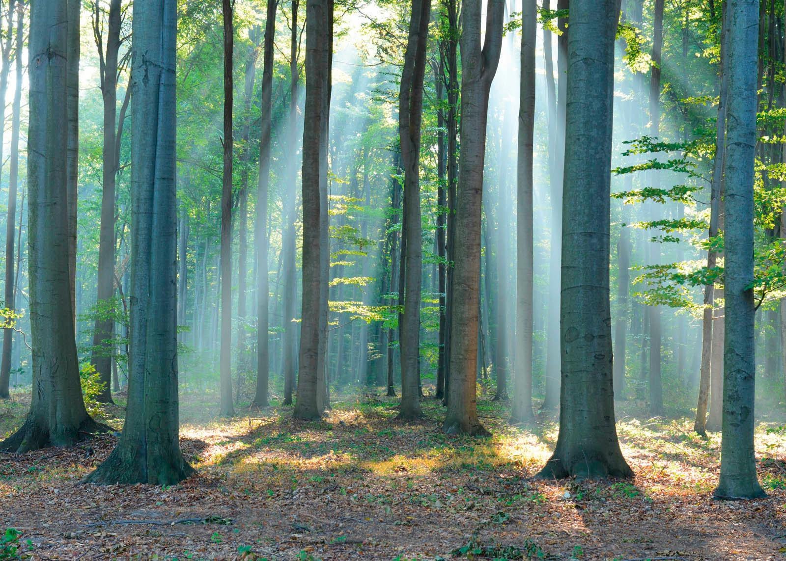 Image of Reinders! Deco-Panel »Wald im Sonnenlicht«, 140/100 cm bei Ackermann Versand Schweiz