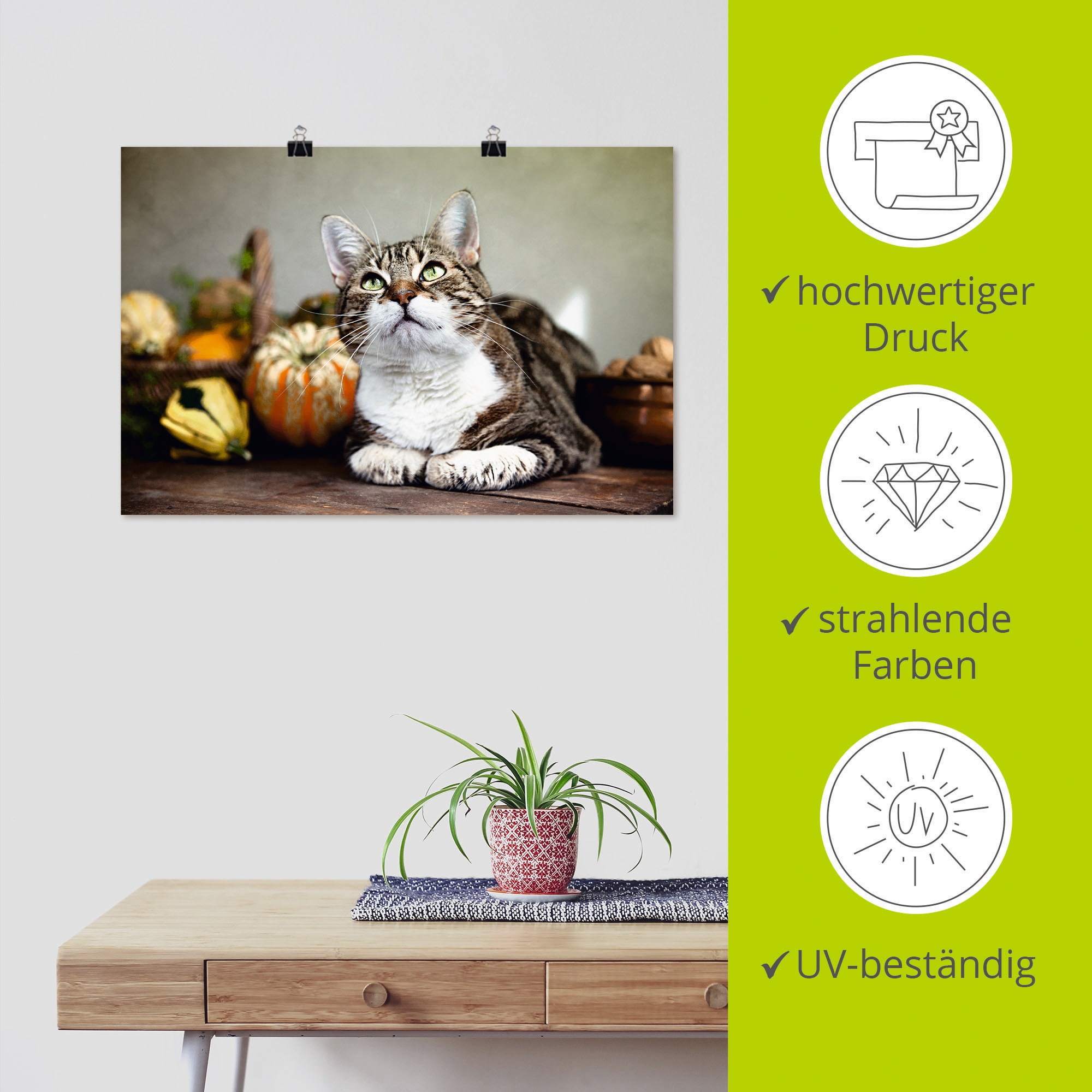 Artland Poster »Katze und Herbstdeko«, Haustiere, (1 St.), als Alubild, Leinwandbild, Wandaufkleber oder Poster in versch. Grössen