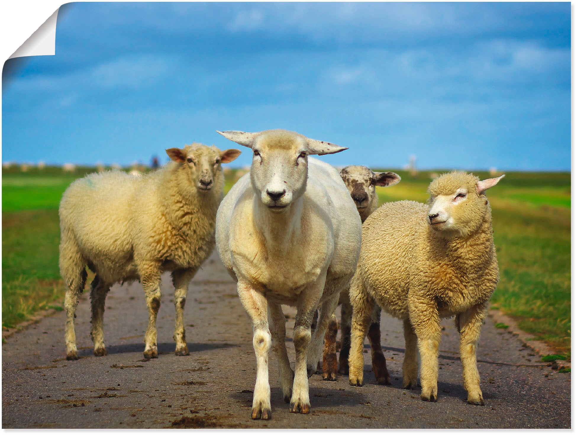 Image of Artland Wandbild »Die Gang«, Haustiere, (1 St.), in vielen Grössen & Produktarten -Leinwandbild, Poster, Wandaufkleber / Wandtattoo auch für Badezimmer geeignet bei Ackermann Versand Schweiz