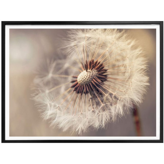 Wall-Art Poster »Pusteblume«, Blumen, (1 St.) günstig kaufen