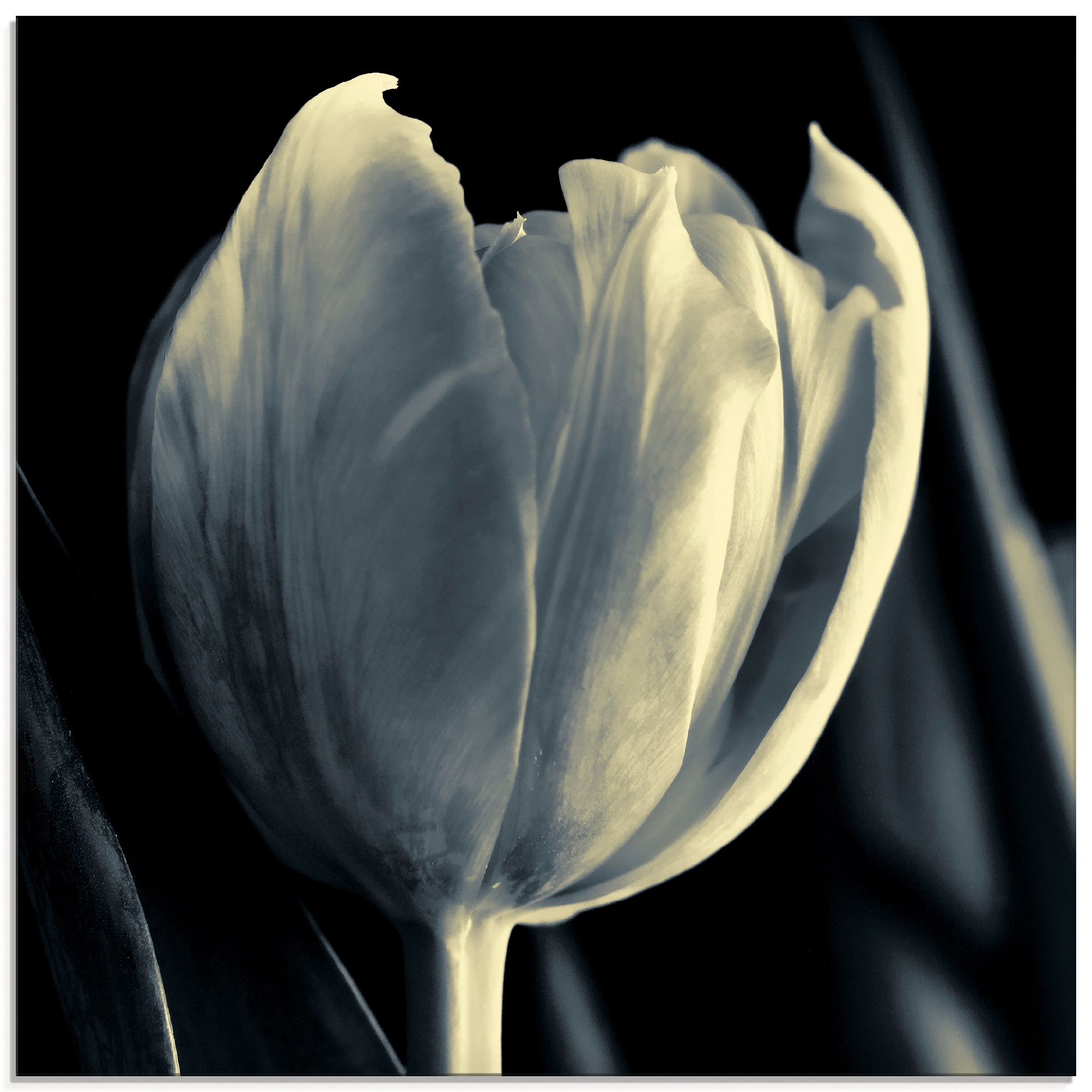 Image of Artland Glasbild "Tulpe" Blumen 1 Stk. tlg. in verschiedenen Grössen