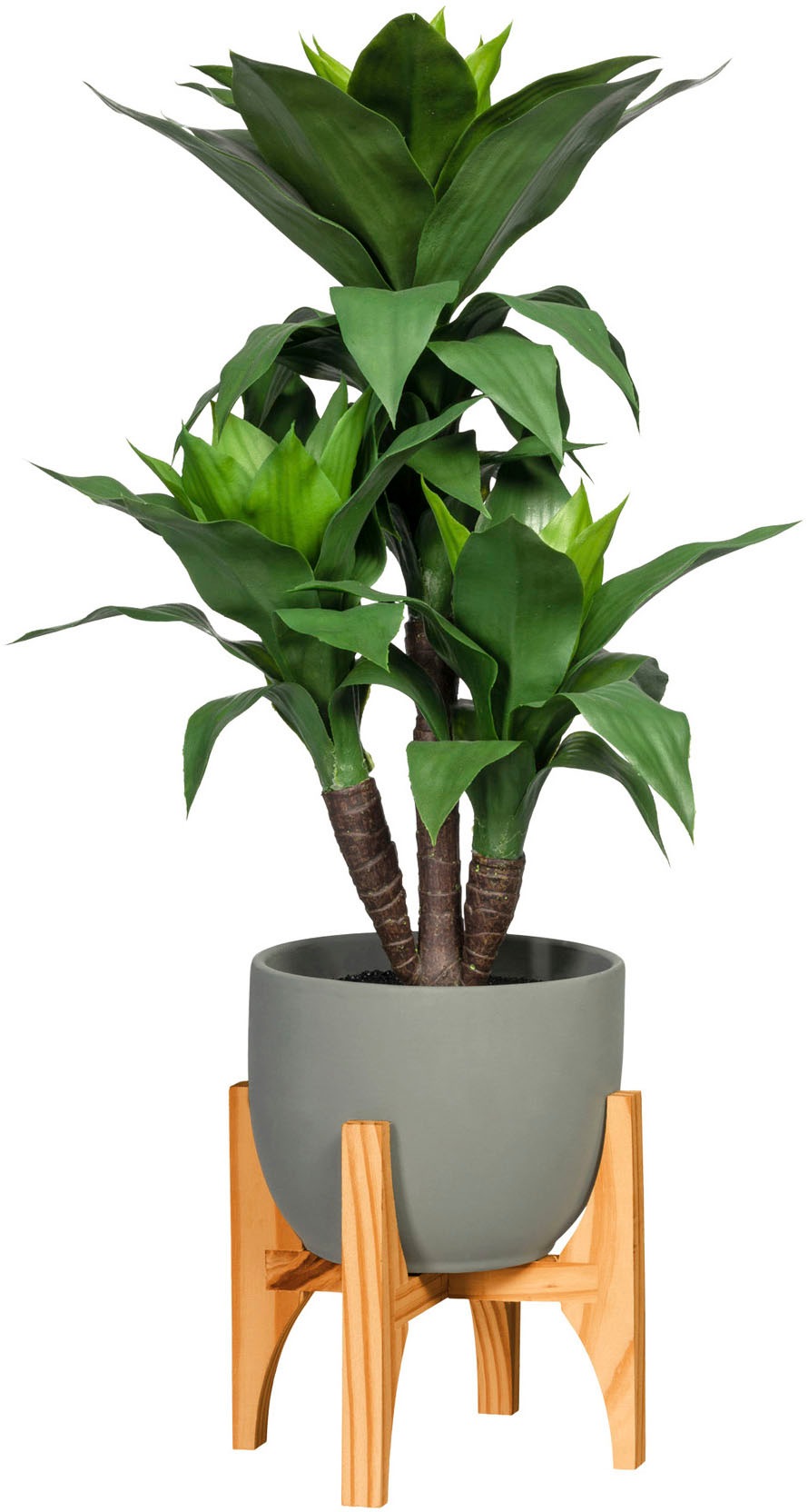 Image of Creativ green Künstliche Zimmerpflanze »Cordyline fruticosa«, (1 St.), im Keramiktopf bei Ackermann Versand Schweiz