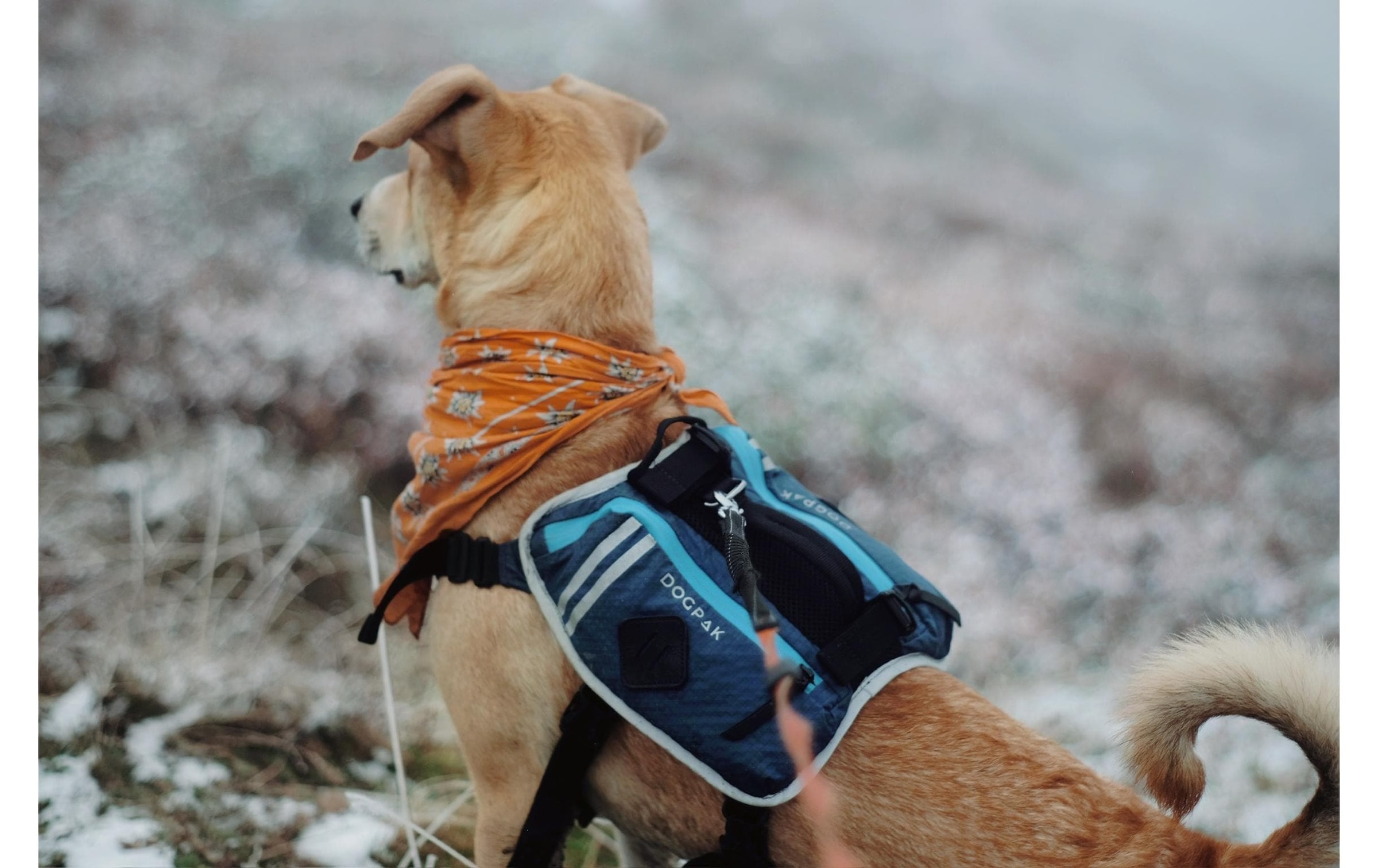   Hunde-Geschirr »DOGPAK Moab Lite Hunderucksack M« Rucksack und Wandergeschirr für Hunde aus «Die Höhle der Löwen»