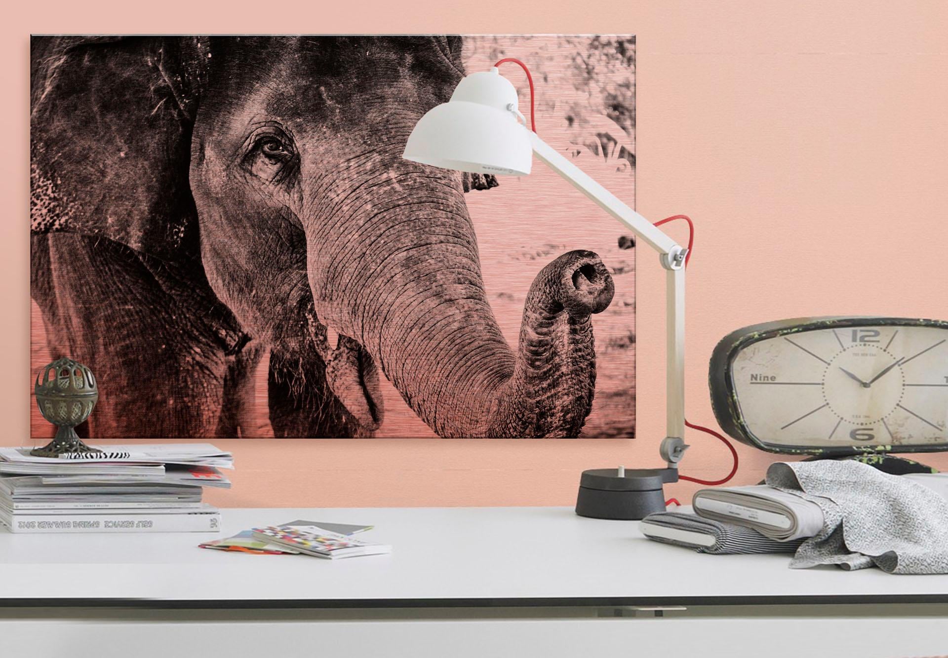 Wall-Art Alu-Dibond-Druck »Indian Elephant«, 60/40 cm maintenant