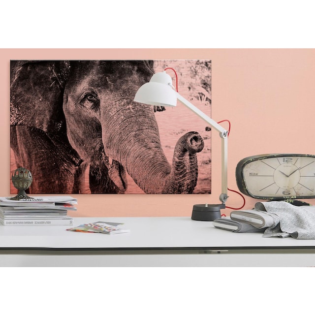 Wall-Art Alu-Dibond-Druck »Indian Elephant«, 60/40 cm maintenant