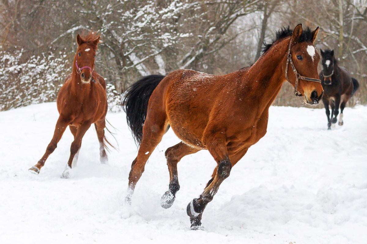 Image of Papermoon Fototapete "Pferde im Schnee"