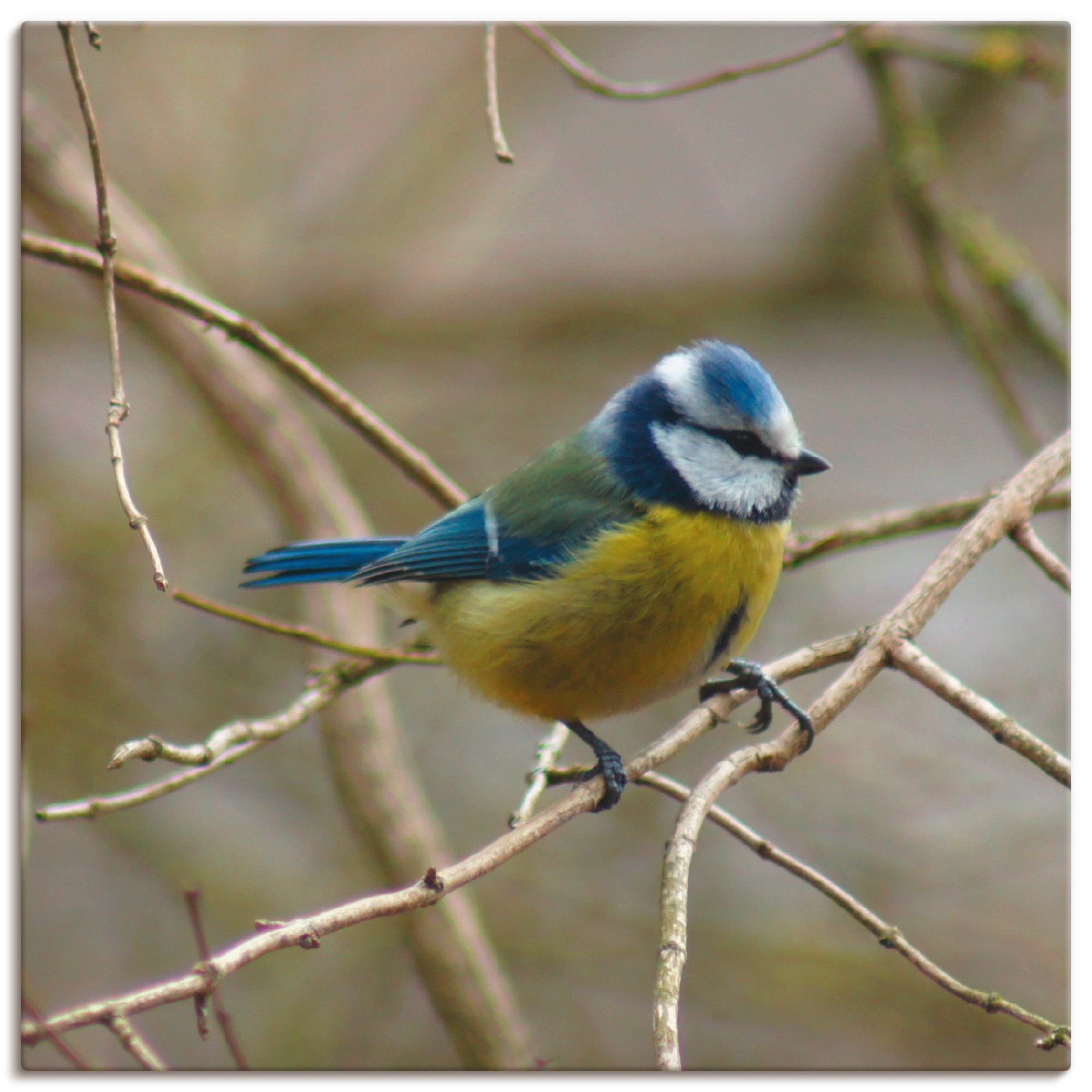 Image of Artland Leinwandbild "Blaumeise" Vögel 1 Stk. tlg. auf Holzrahmen gespannt