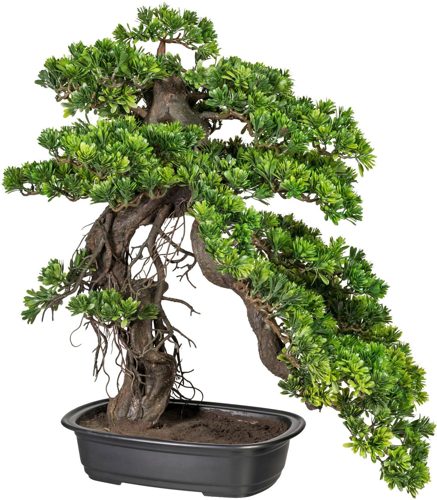 Image of Creativ green Kunstbonsai »Bonsai Podocarpus«, (1 St.) bei Ackermann Versand Schweiz