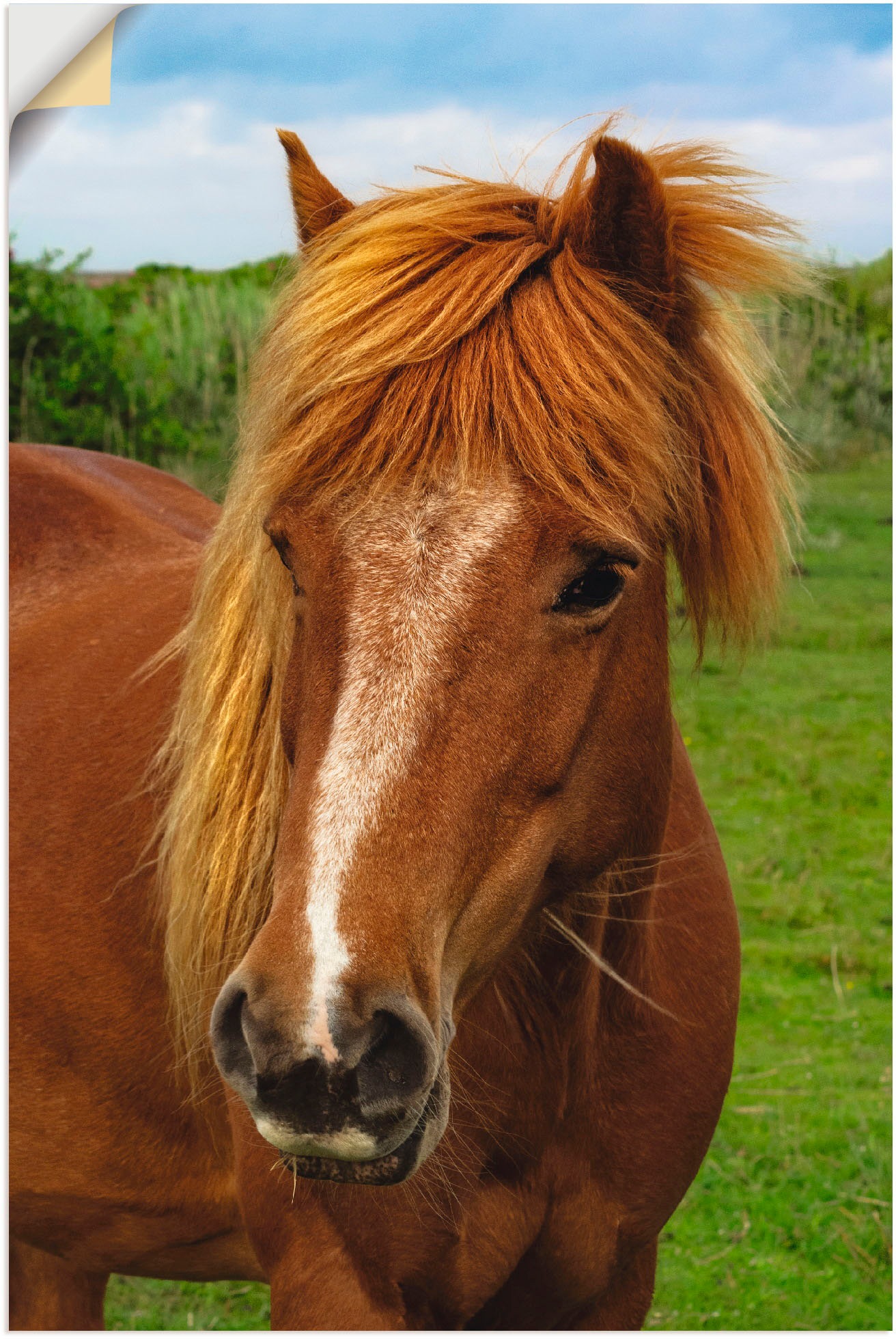 Image of Artland Wandbild »Hallo Pferd«, Haustiere, (1 St.), in vielen Grössen & Produktarten - Alubild / Outdoorbild für den Aussenbereich, Leinwandbild, Poster, Wandaufkleber / Wandtattoo auch für Badezimmer geeignet bei Ackermann Versand Schweiz